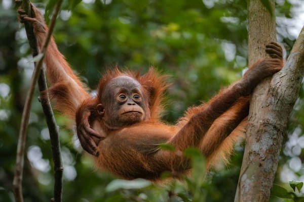 Sumatra, Jawa i Singapur — wyprawa Fizjo Travel