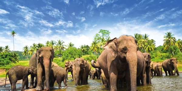Sri Lanka safari