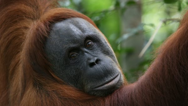 Indonezja - orangutan sumatrzański