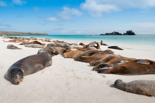 Galapagos Ekwador lwy morskie żółwie iguany