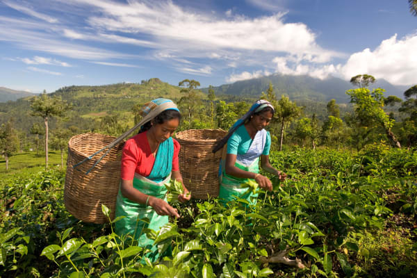 Sri Lanka herbata