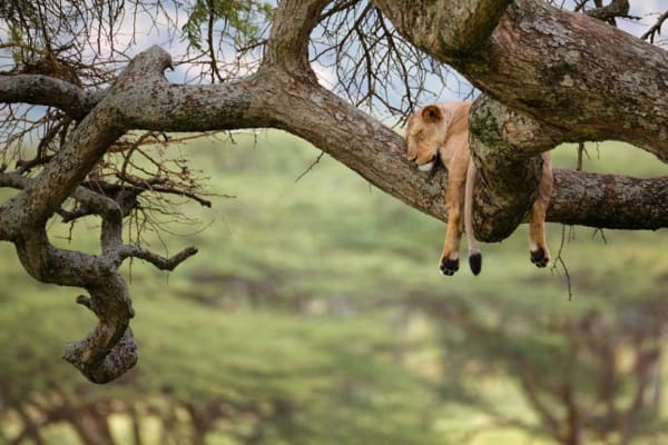 Kenia Safari