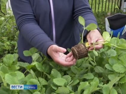 Ярмарка саженцев в Перми: новинки от новосибирского питомника