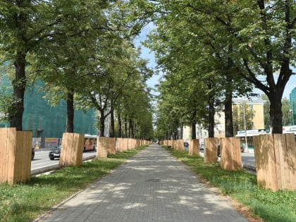 В Перми появится комиссия по защите ценных деревьев