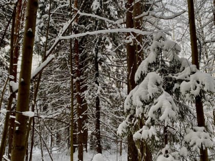 ​Продолжительные снегопады ожидаются в Пермском крае с 19 января