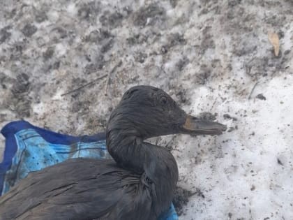 По факту загрязнения реки Гусянка и гибели уток в Перми возбуждено уголовное дело