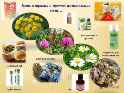 «Целебные препараты» помогающие в излечении множества распространенных болезней