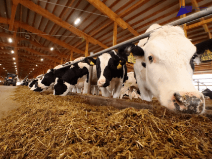 Подведены итоги поголовья крупного рогатого скота в хозяйствах Верещагинского округа