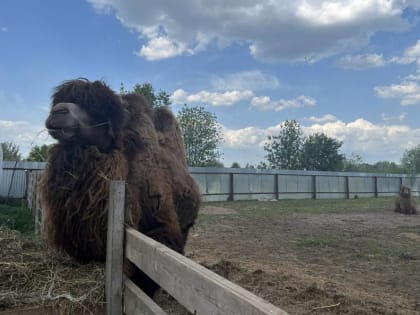 ​В Пермском крае за 100 тысяч рублей продается верблюд