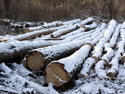 Минприроды взыскало деньги за неустойку с жительницы Кудымкара