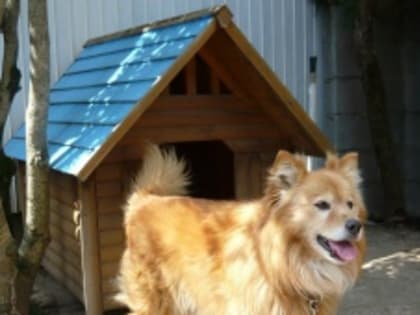 Напоминаем об ответственном отношении к своим домашним животным