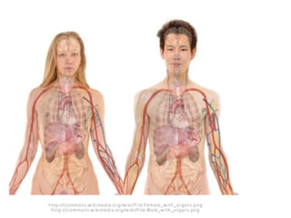 Врачи рассказали жителям Первоуральска, как сохранить здоровые почки