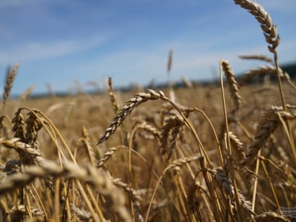 Константин Сизиков стал генеральным директором ОАО “Свердловский комбинат хлебопродуктов”