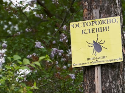 В 10 районах Свердловской области выявлена повышенная активность клещей