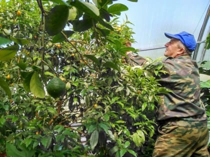 Тропический круглогодичный сад в селе вырастил экс-мэр Горноуральского