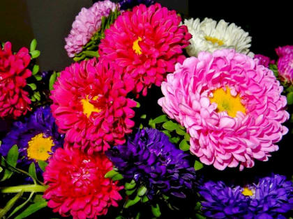 Посадочные семена астр сожгут в Екатеринбурге