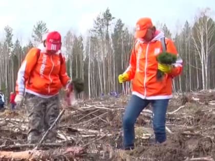 Под Первоуральском на центральной площадке акции «Сад памяти» в Билимбаевском лесничестве высадили более 13 тысяч деревьев