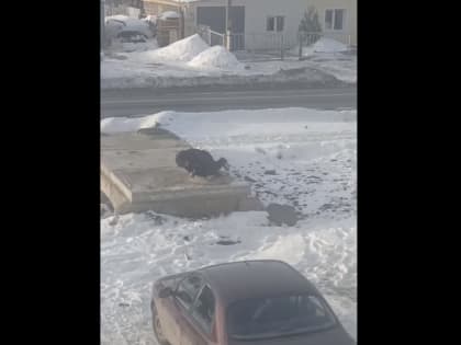 В Каменске-Уральском обнаружили «черепашек ниндзя»