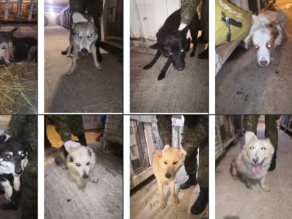 В добрые руки!