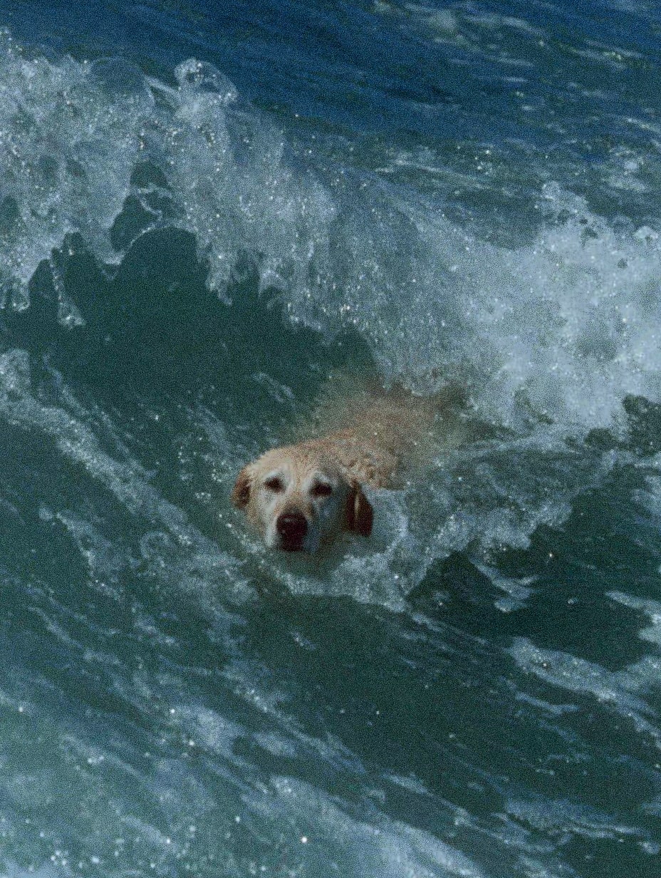 A dog swimming in the ocean with a wave behind it.