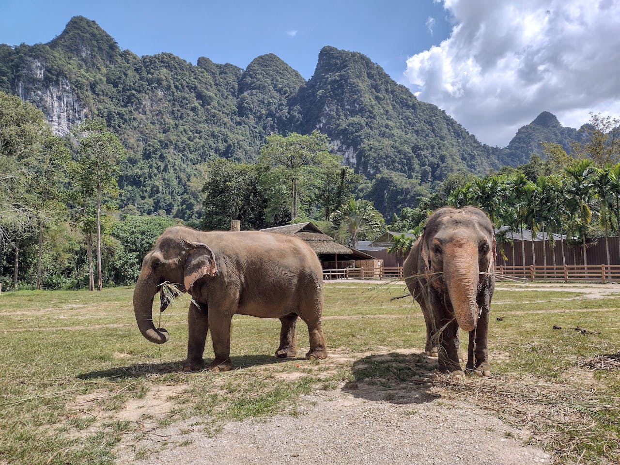 couple of ehical elephant tours in Thailand