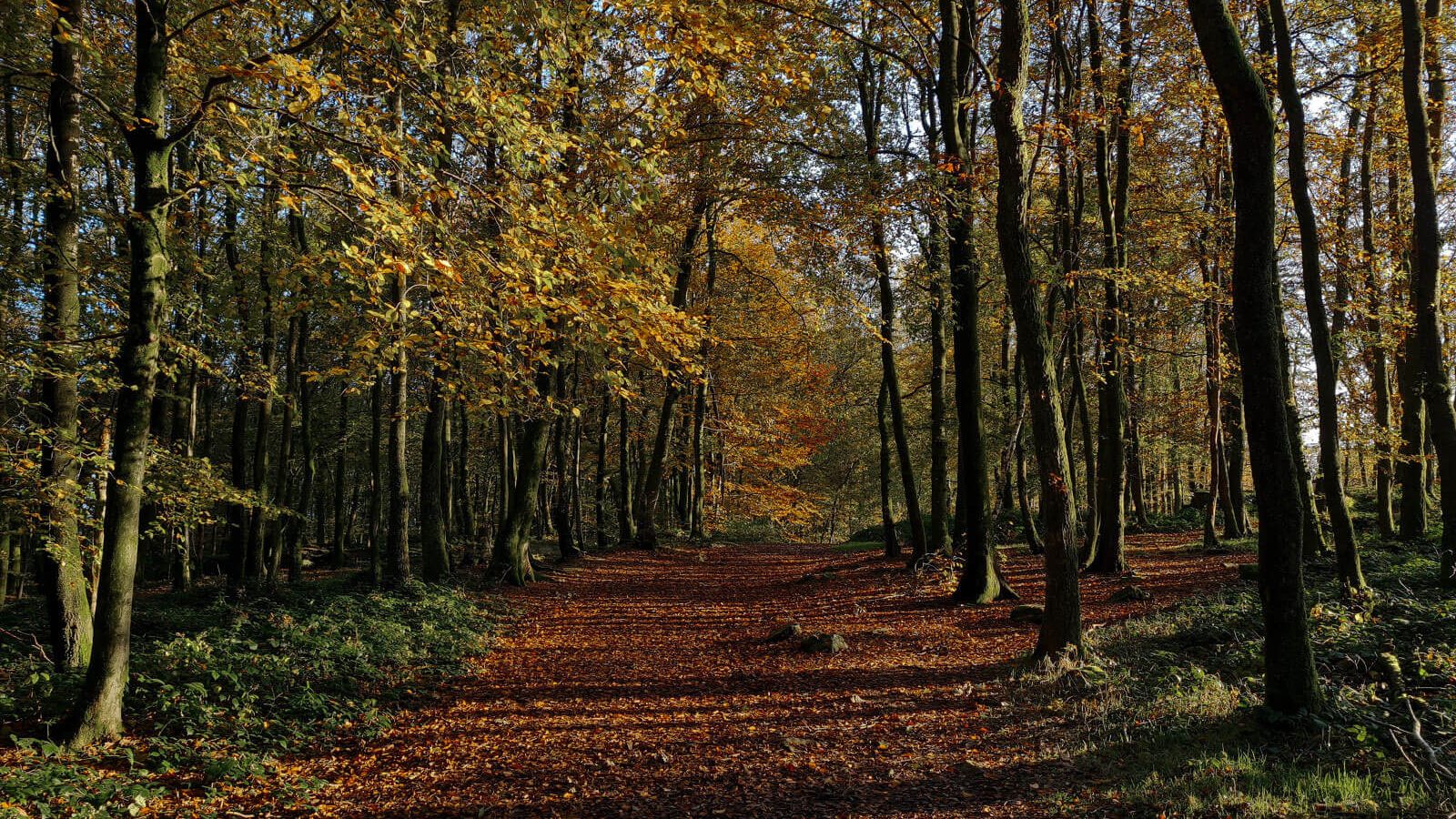 Belgian Ardennes winter forest, InFlowMotions Recovery Weekend December 2026