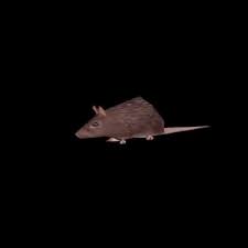 Spinning Rat