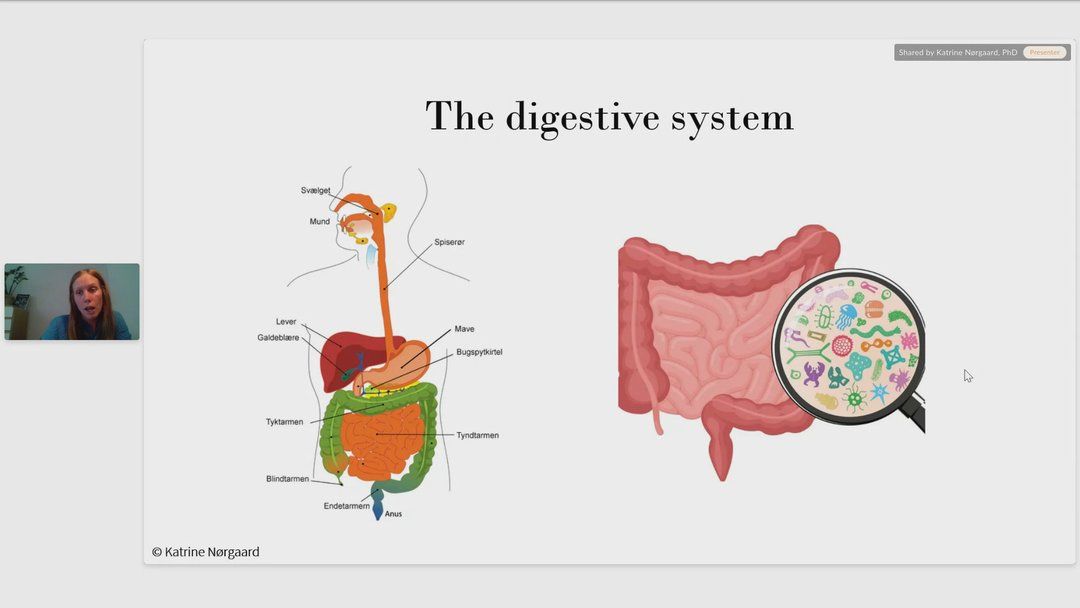 Gut Health for Optimal Fertility