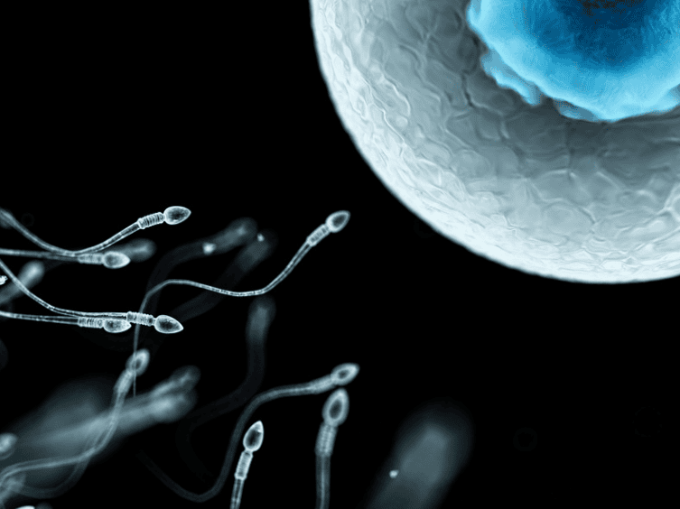 The Role of the Semen Microbiome in Male Fertility