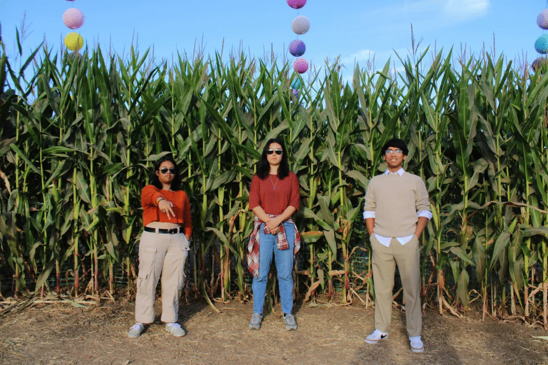 Three people standing in a corn maze