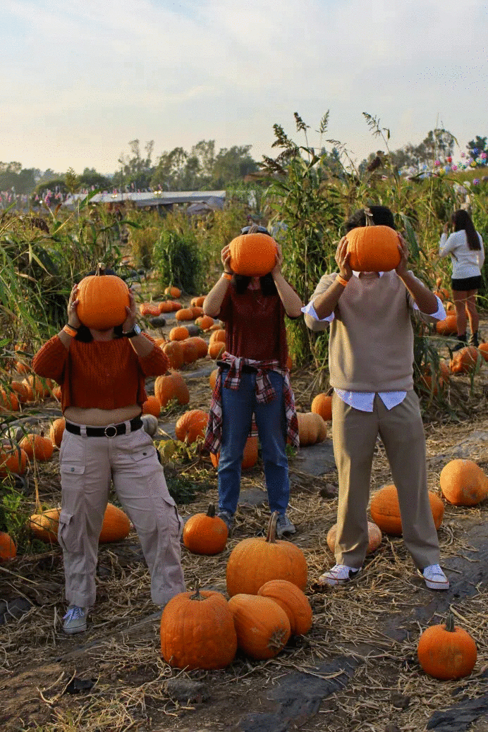Three people covering their faces with a pumpkin in a pumpkin patch