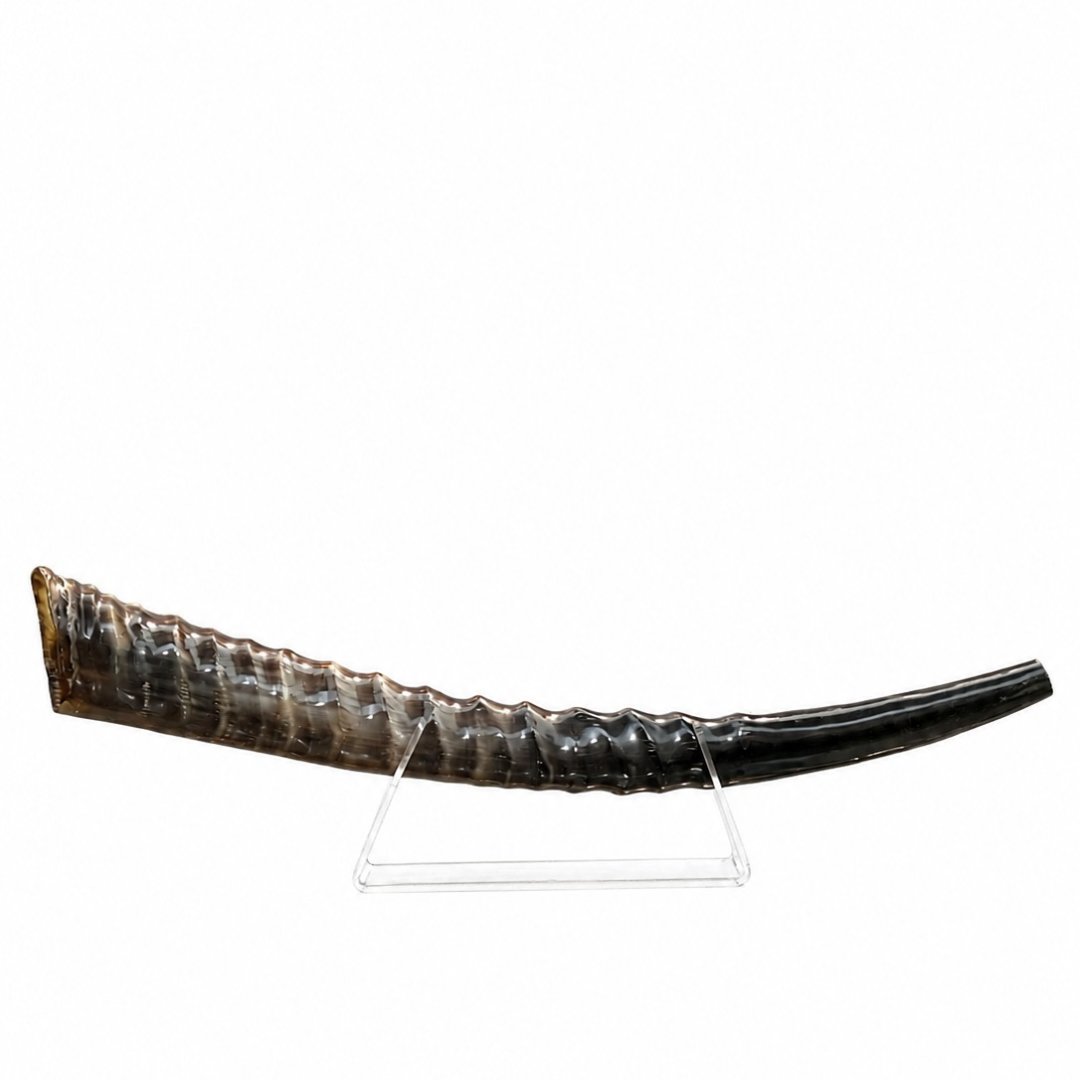 שופר ווטרבאק Waterbuck antelope Shofar - תמונה 1
