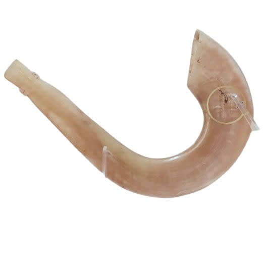שופר איל מרוקאי - תמונה ממוזערת 7
