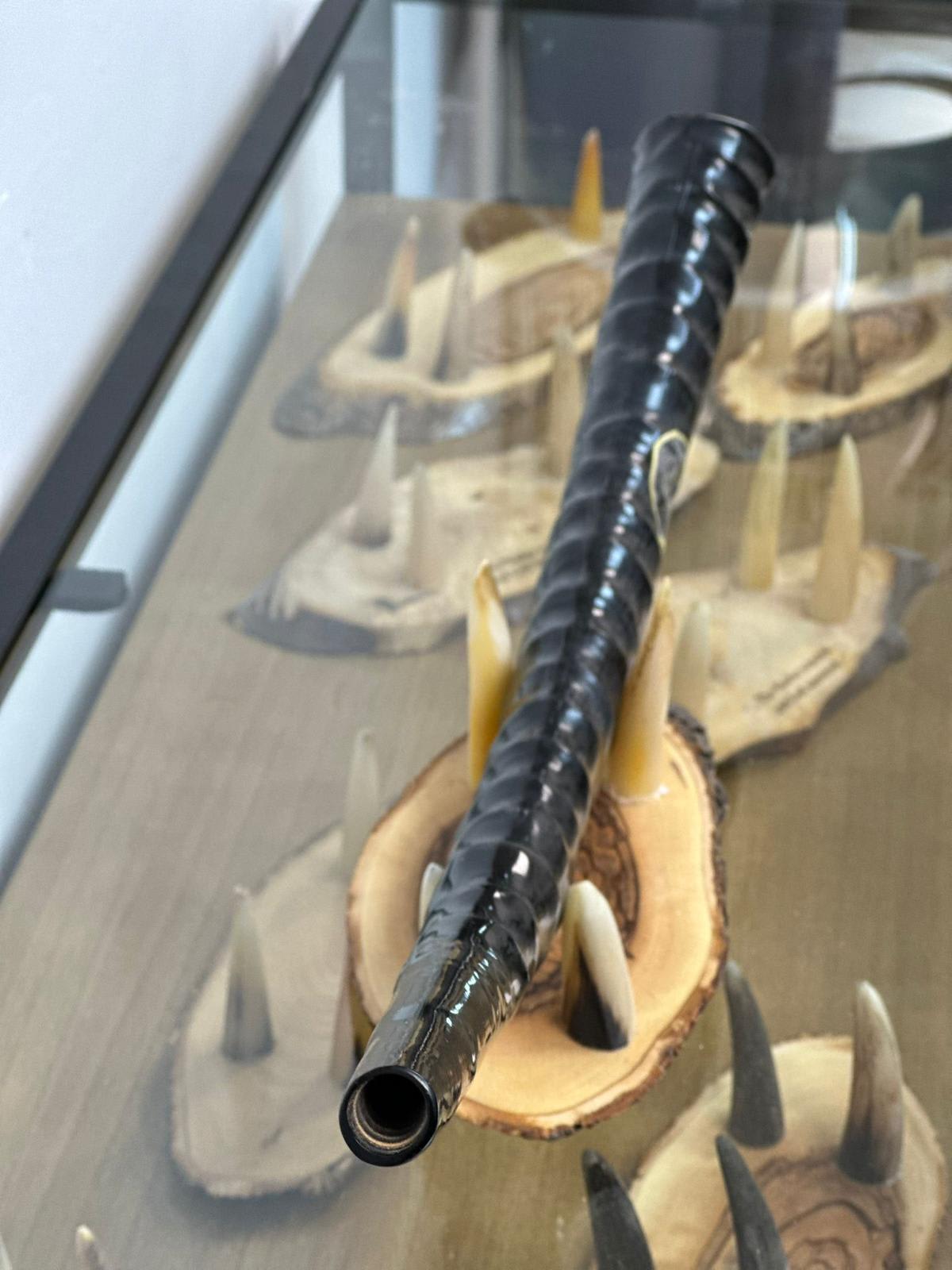 שופר ווטרבאק Waterbuck antelope Shofar - תמונה ממוזערת 3