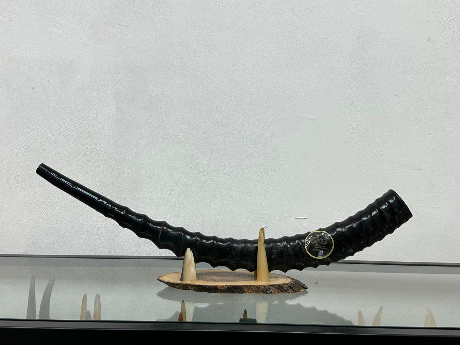שופר ווטרבאק Waterbuck antelope Shofar