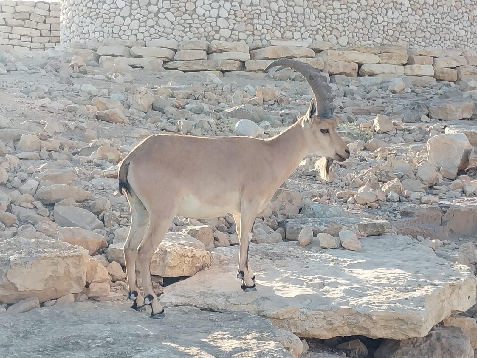 שופר יעל - תמונה ממוזערת 4