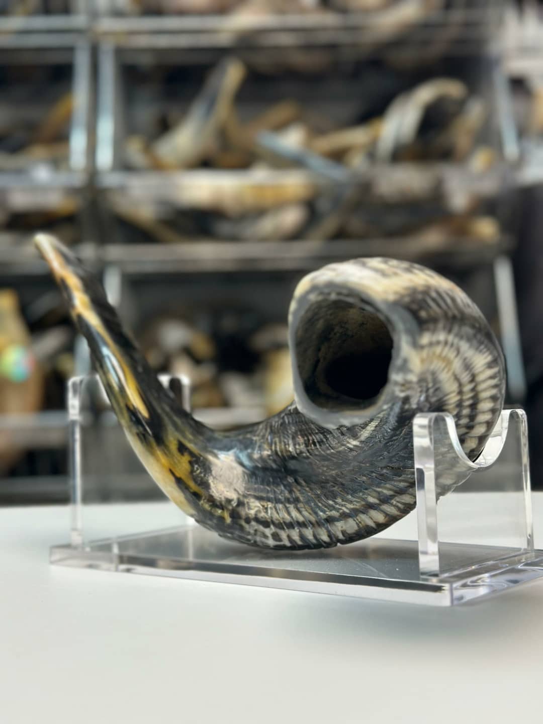 מעמד לשופר מפרספקס 26 ס"מ Shofar Stand - תמונה ממוזערת 5