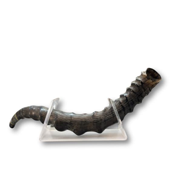 שופר אימפלה Impala Shofar