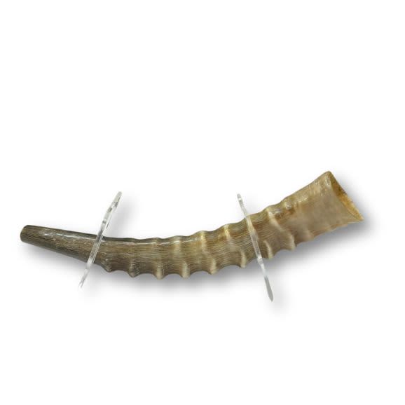 שופר צבי Springbok (דלגן)