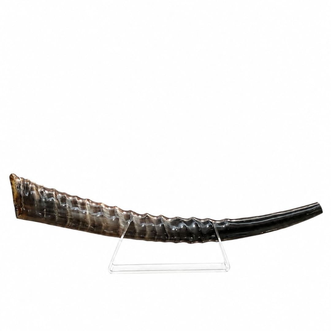 שופר ווטרבאק Waterbuck antelope Shofar - תמונה ממוזערת 1