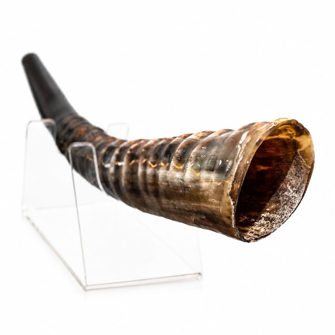 שופר ווטרבאק Waterbuck antelope Shofar - תמונה ממוזערת 2