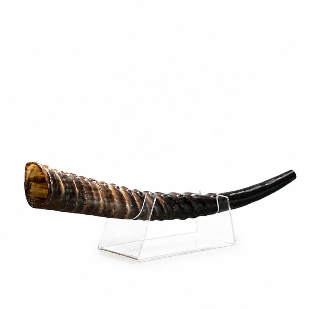 שופר ווטרבאק Waterbuck antelope Shofar