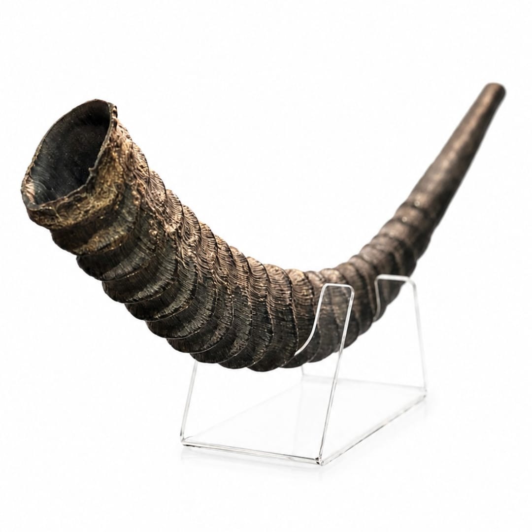 שופר סייבל ענק Sable antelope Shofar