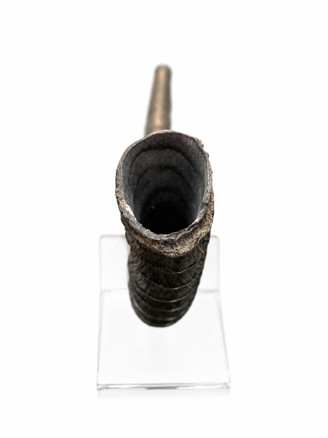 שופר סייבל ענק  Sable antelope Shofar - תמונה ממוזערת 2