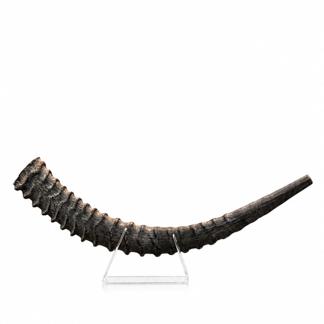 שופר סייבל ענק  Sable antelope Shofar - תמונה ממוזערת 4