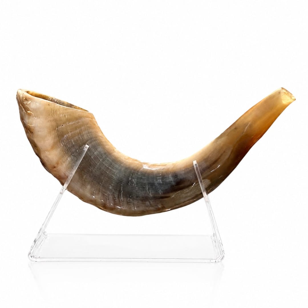 שופרות איל למתחילים