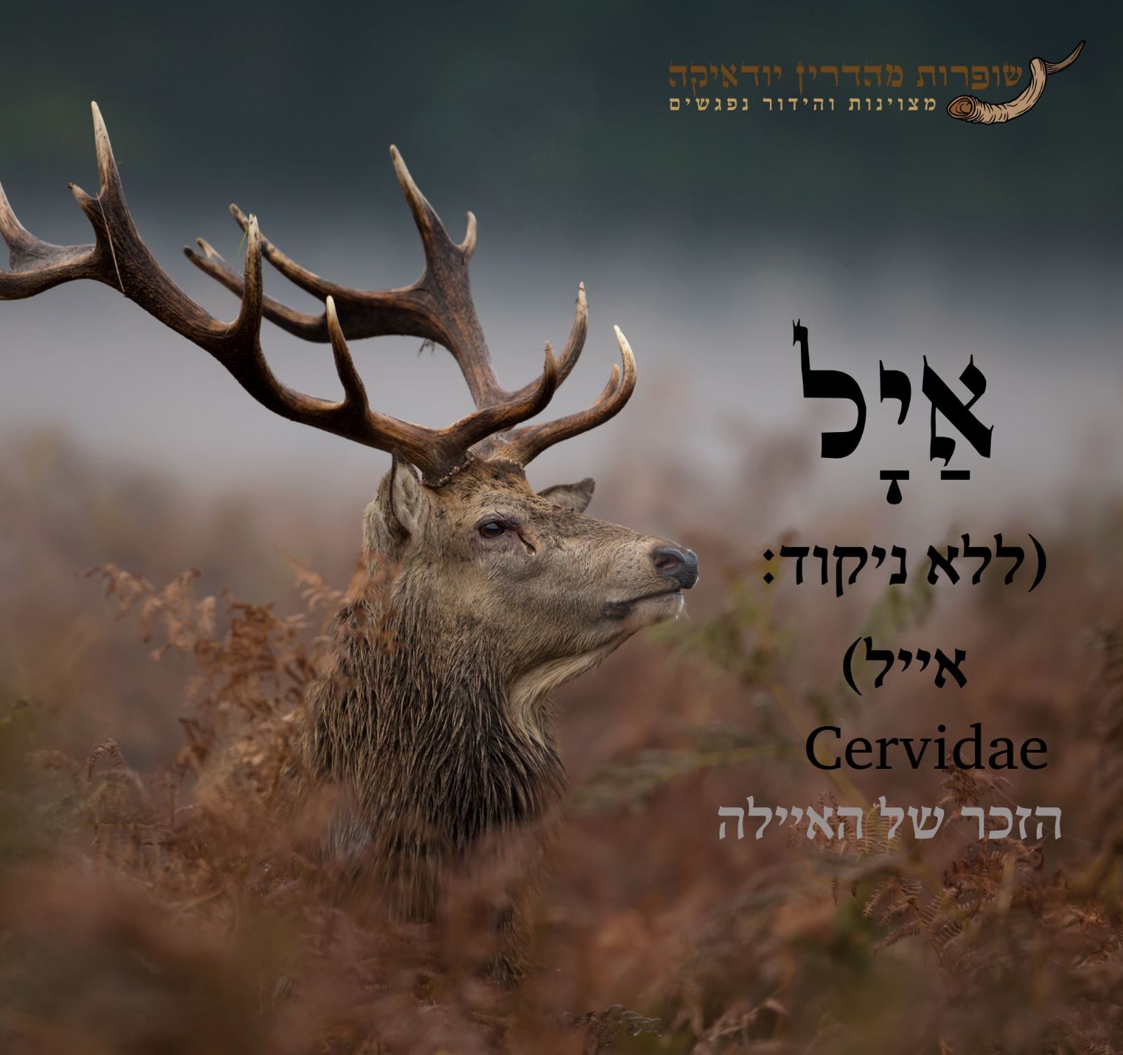 הניח מעותיו על קרן הצבי – פטנט גאוני ומושלם "קרם מקרן אייל"