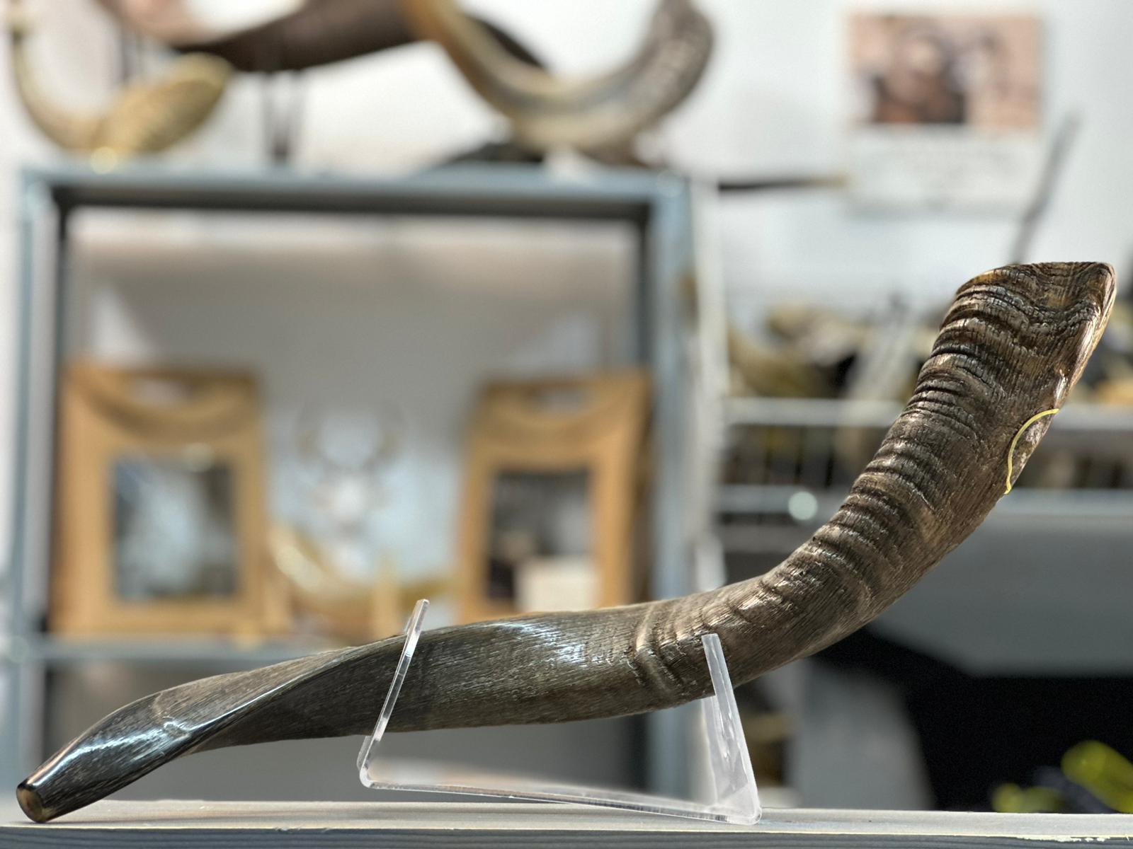 שופר מקרן תיש עז