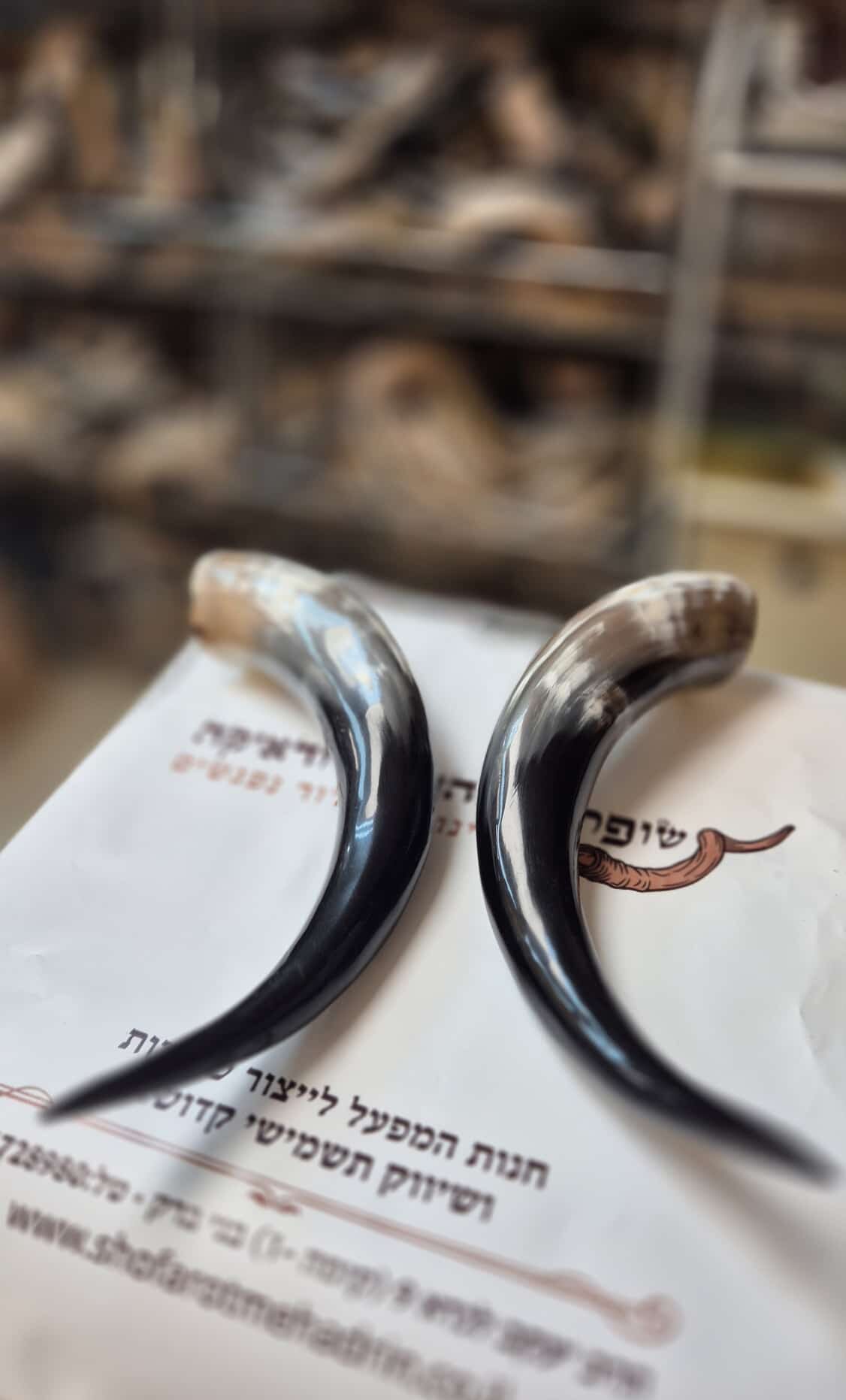 קרן של פרה – פסולה – סוד ההתחדשות של קרן האייל