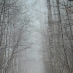 nebbia